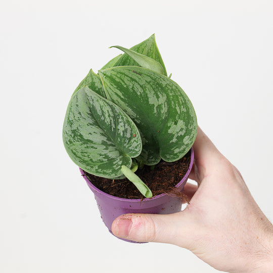 Scindapsus 'Green Anaconda' Plants GrowTropicals