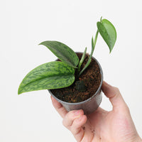 Scindapsus 'Green Army'