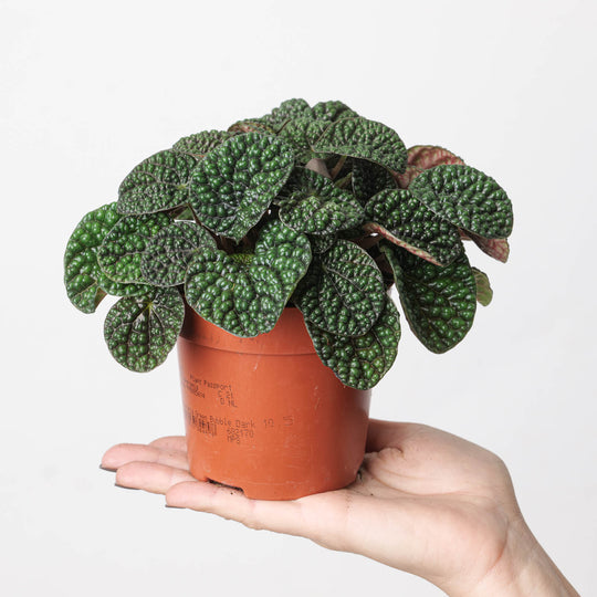 Peperomia 'Green Bubble' Plants GrowTropicals