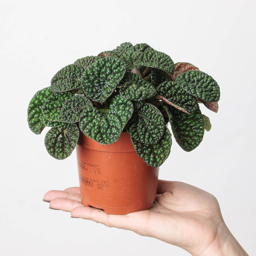 Peperomia 'Green Bubble' - GROW TROPICALS