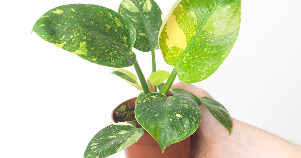 philodendron congo green care Philodendron Green Congo Variegated | Plants