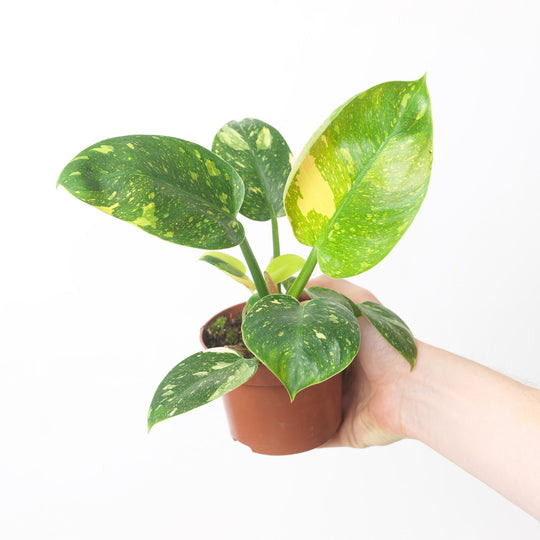 Philodendron Green Congo Variegated 10.5cm Plants GrowTropicals