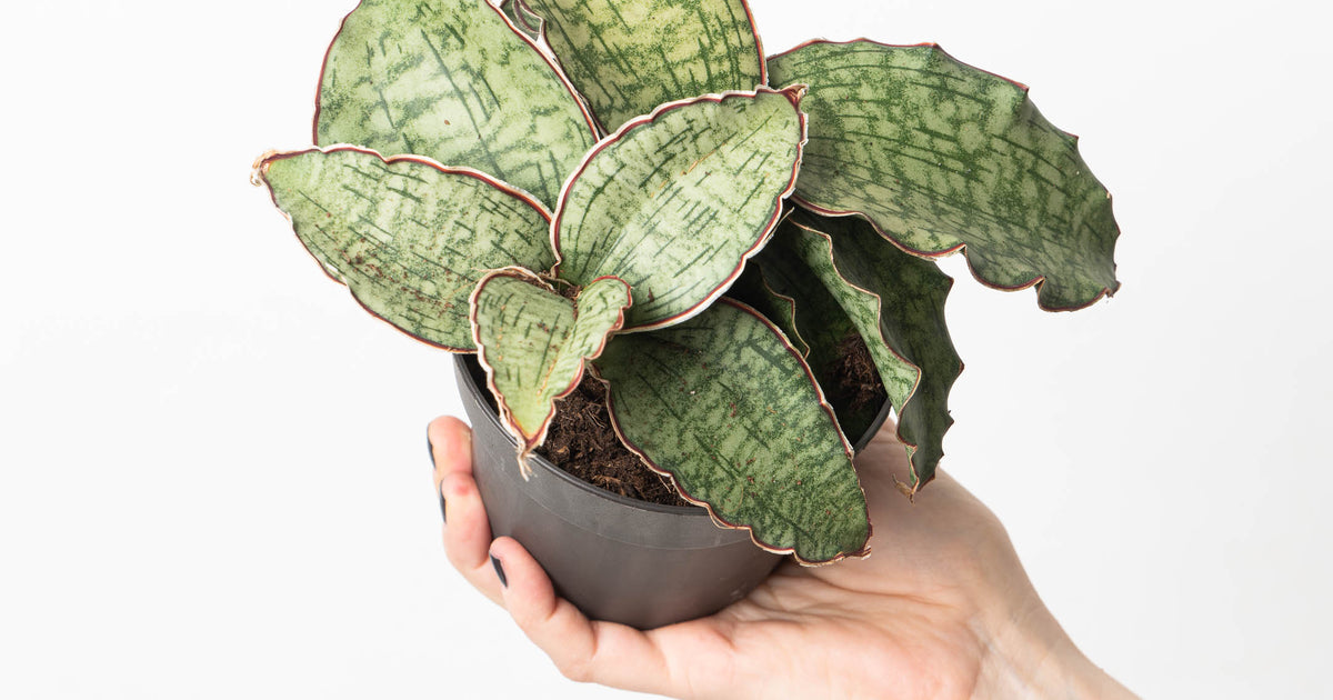 Sansevieria Star Green Granite | Plants