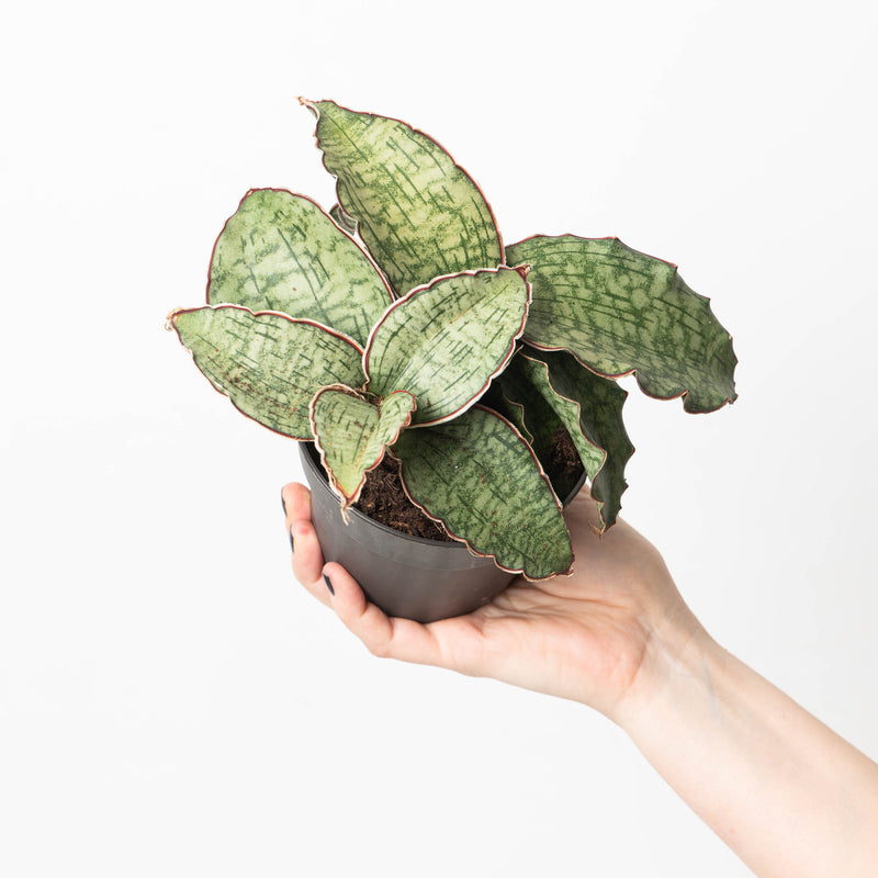 Sansevieria Star Green Granite Plants GrowTropicals