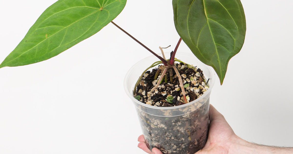 green anthurium variety Anthurium 'Green Spider' | Plants