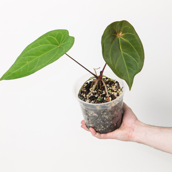Anthurium 'Green Spider' Plants GrowTropicals