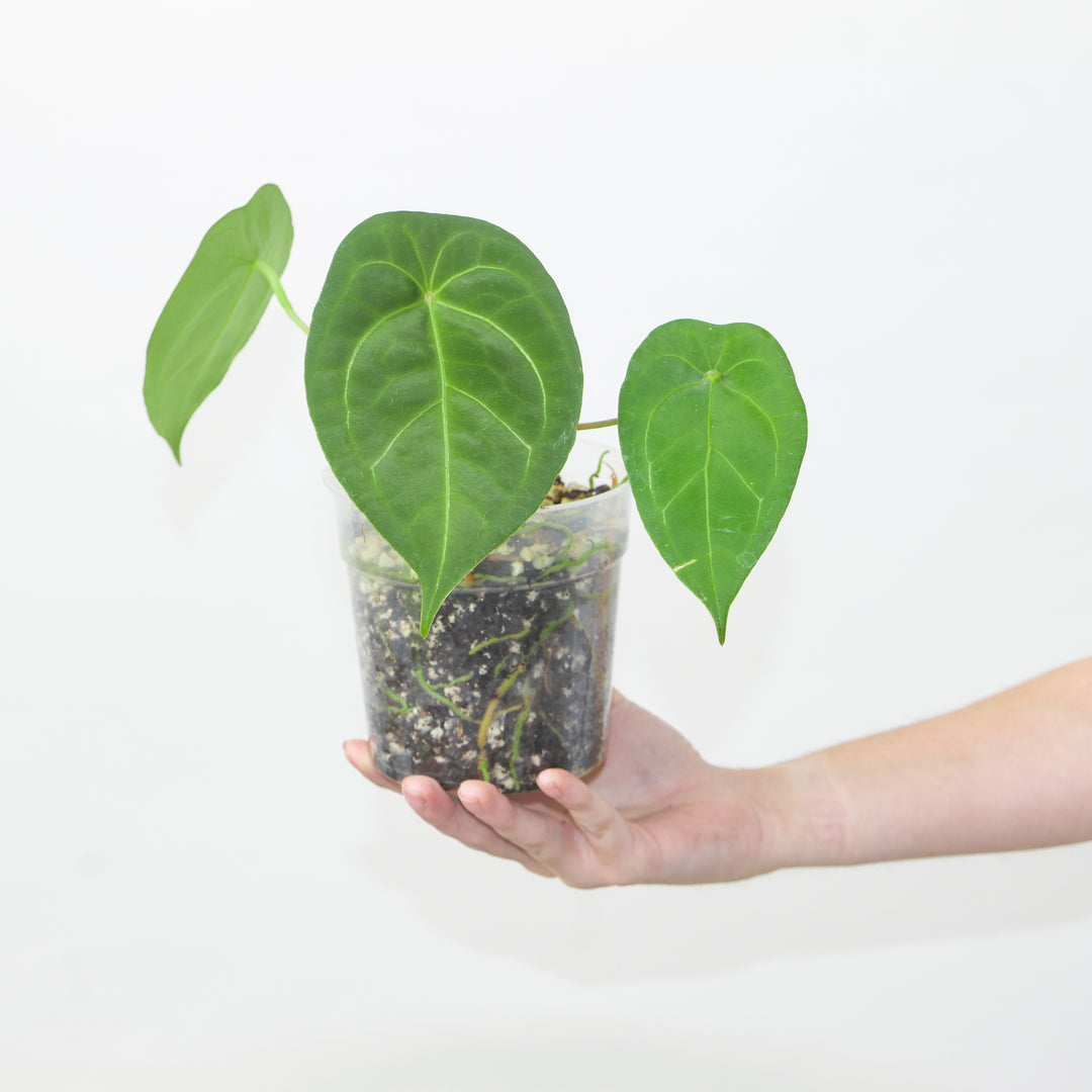 Anthurium 'Green Spider' #56 Plants GrowTropicals