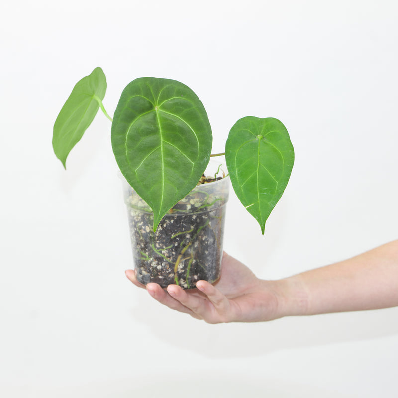 Anthurium 'Green Spider' — #56