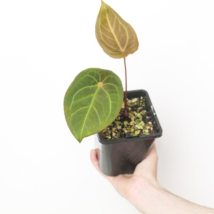 Anthurium 'Green Spider' 12cm / A4 Plants GrowTropicals