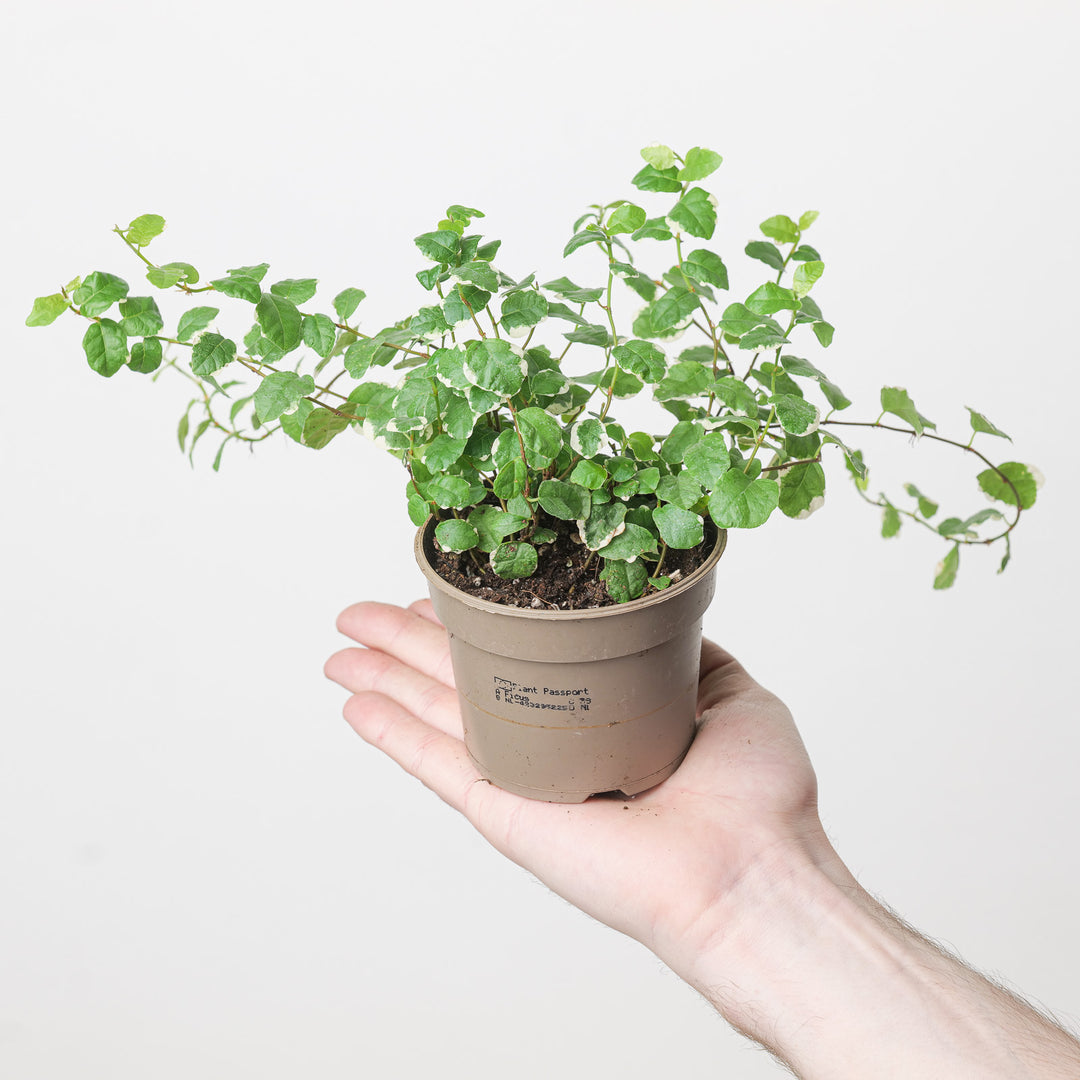 Ficus pumila 'Sunny' 9cm Plants GrowTropicals