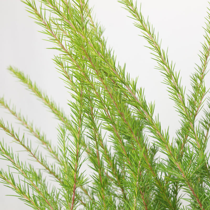 Grevillea juniperina Plants - Outdoor GROW TROPICALS