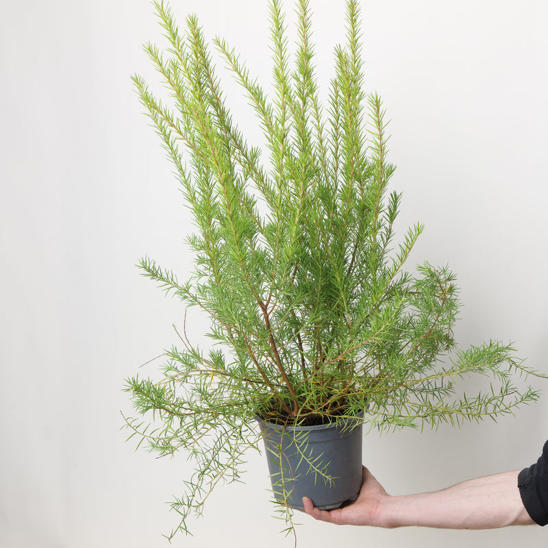 Grevillea juniperina 17cm / 2L Plants - Outdoor GROW TROPICALS