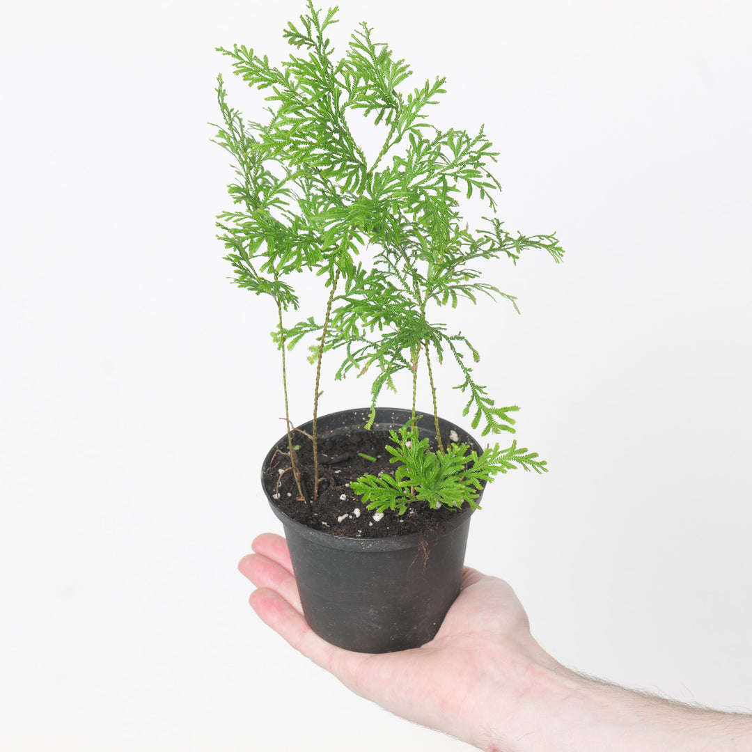 Selaginella griffithi Plants GrowTropicals