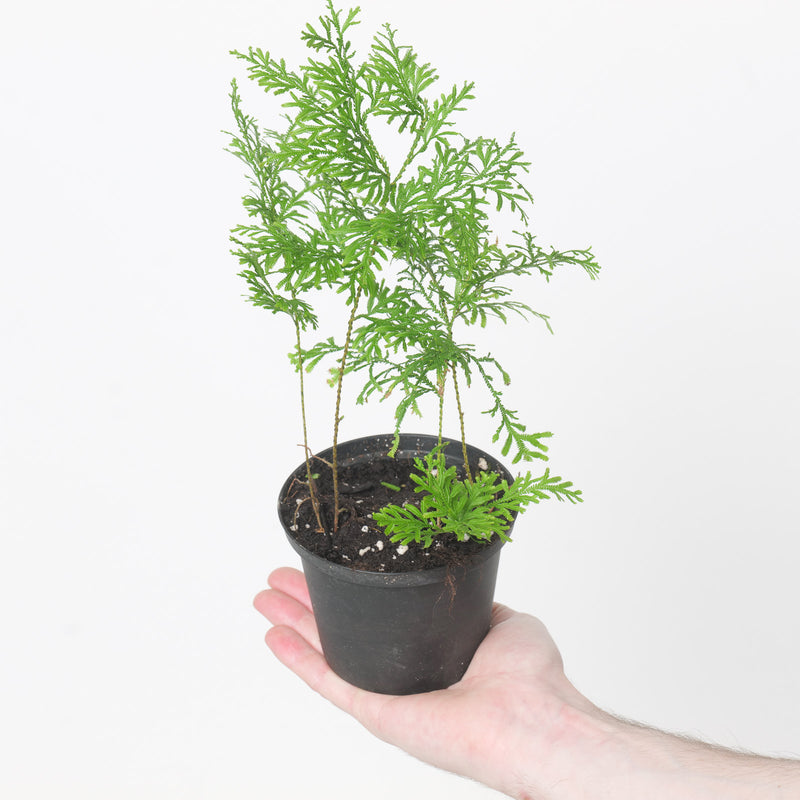 Selaginella griffithi Plants GrowTropicals