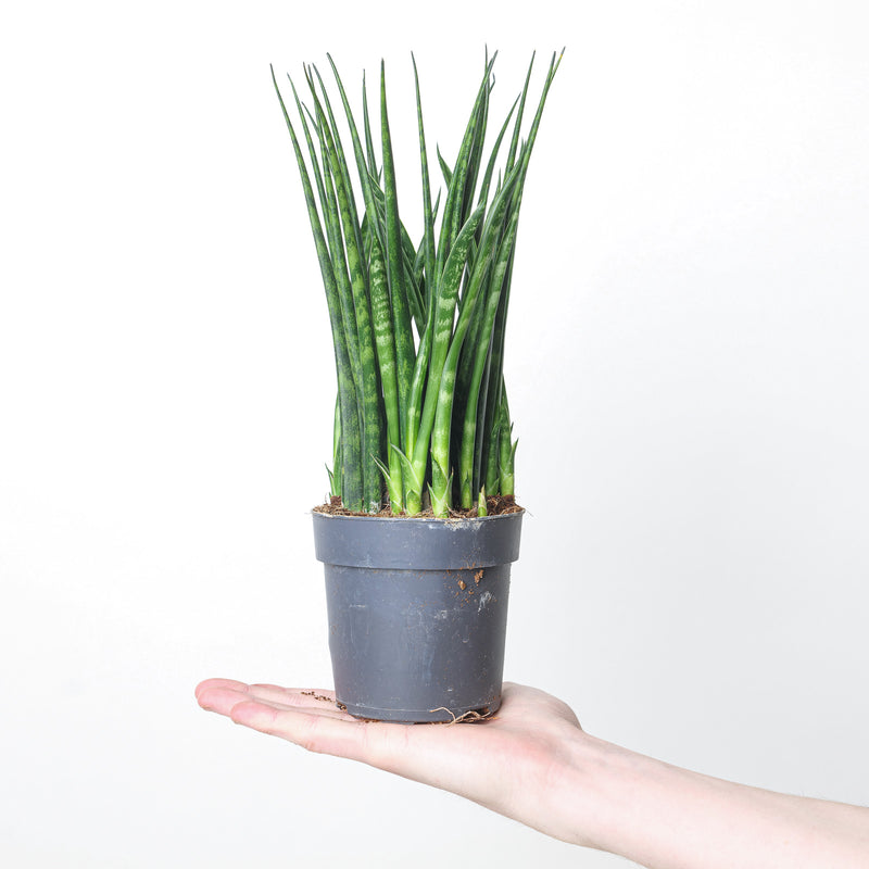 Sansevieria Fernwood — 11cm