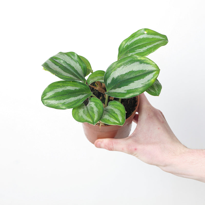 Scaphochlamys Scintillans 'Ooi' Plants GrowTropicals