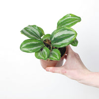 Scaphochlamys Scintillans 'Ooi'