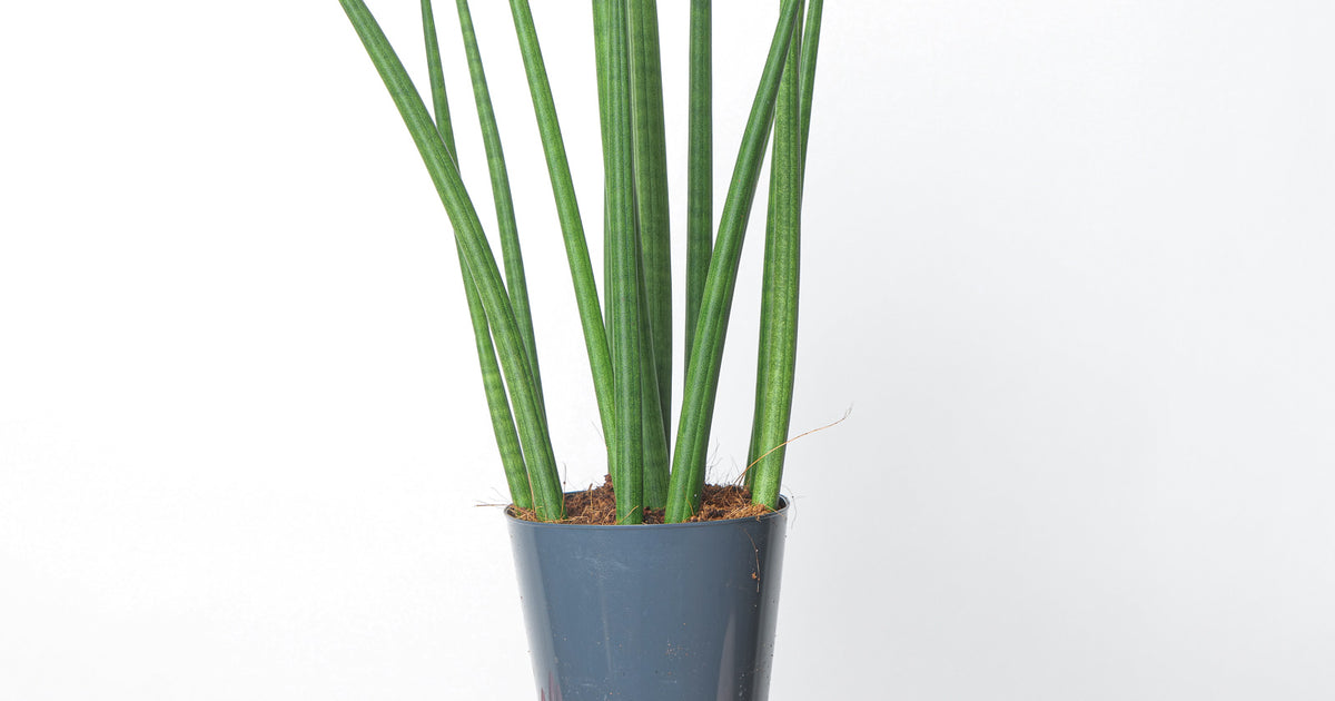 dracaena bacularis Sansevieria bacularis | Plants