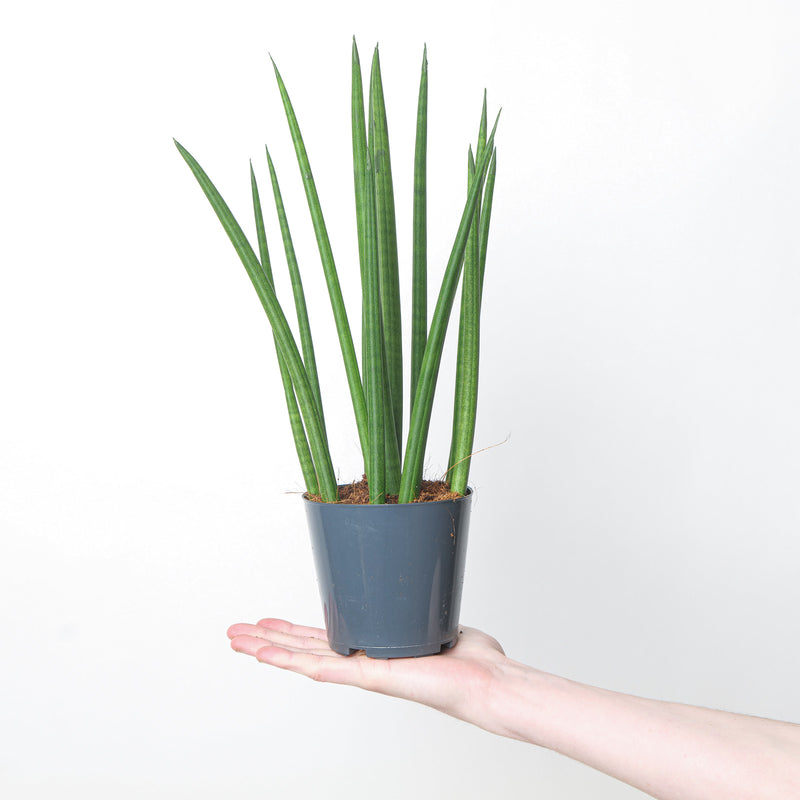 Sansevieria bacularis Plants GrowTropicals