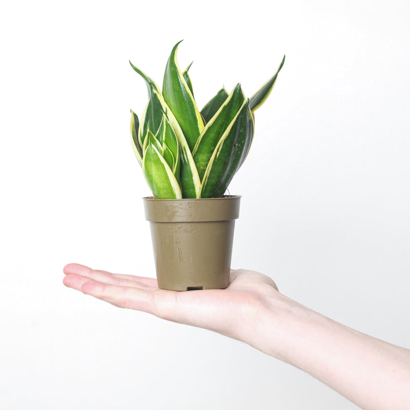 Sansevieria hahnii 'Pagoda' Plants GrowTropicals