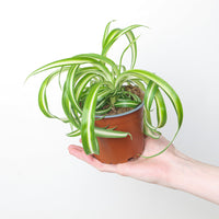 Chlorophytum comosum 'Bonnie'