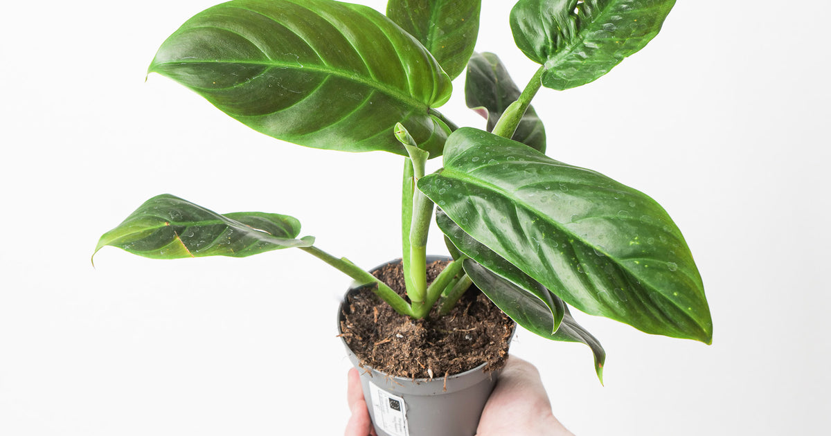 monstera philodendron subhastatum Imperfect Philodendron subhastatum | Plants
