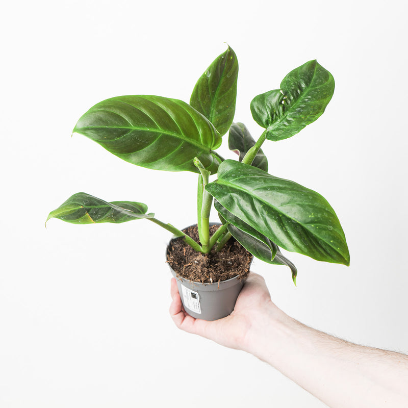 Imperfect Philodendron subhastatum Plants GrowTropicals