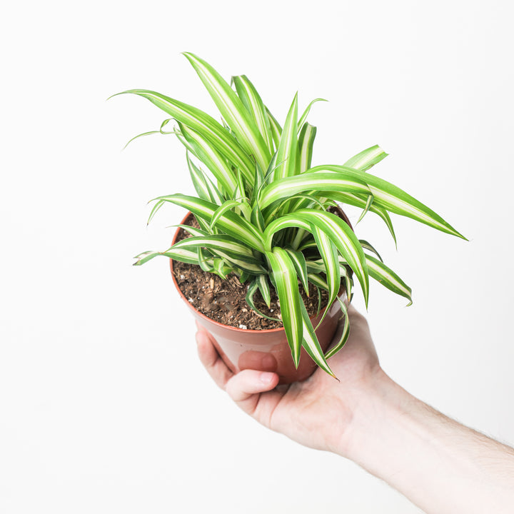 Chlorophytum comosum 'Vittatum' 12cm Plants GrowTropicals