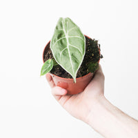 Alocasia watsoniana 'Lightning'