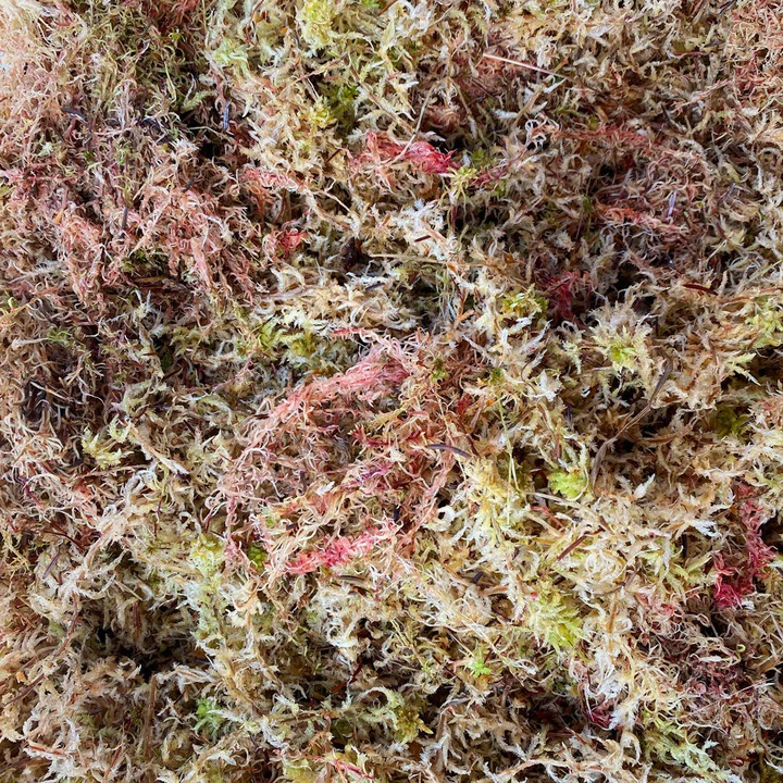 Sphagnum Moss Potting Soil & Substrates GrowTropicals