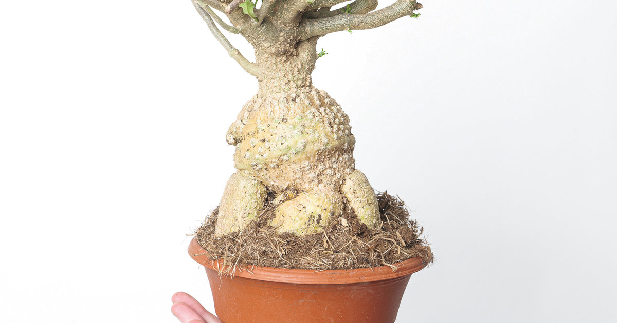 Fockea edulis | Plants | GrowTropicals.com