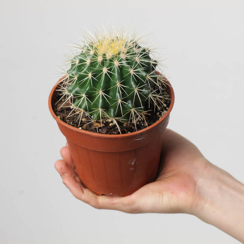 Echinocactus grusonii 12cm Plants GrowTropicals