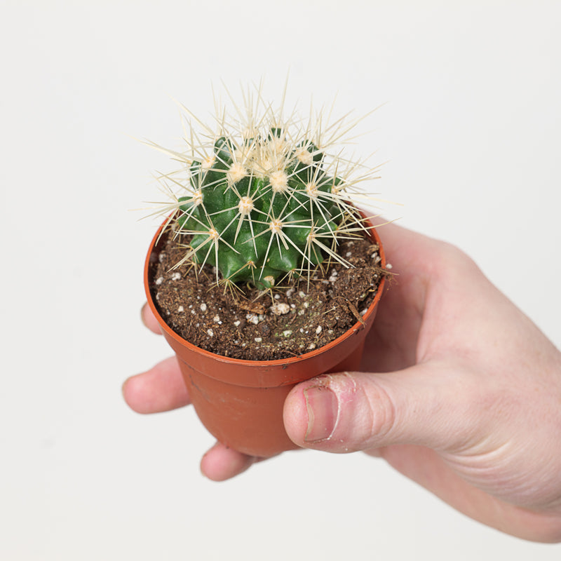 Echinocactus grusonii — 7cm