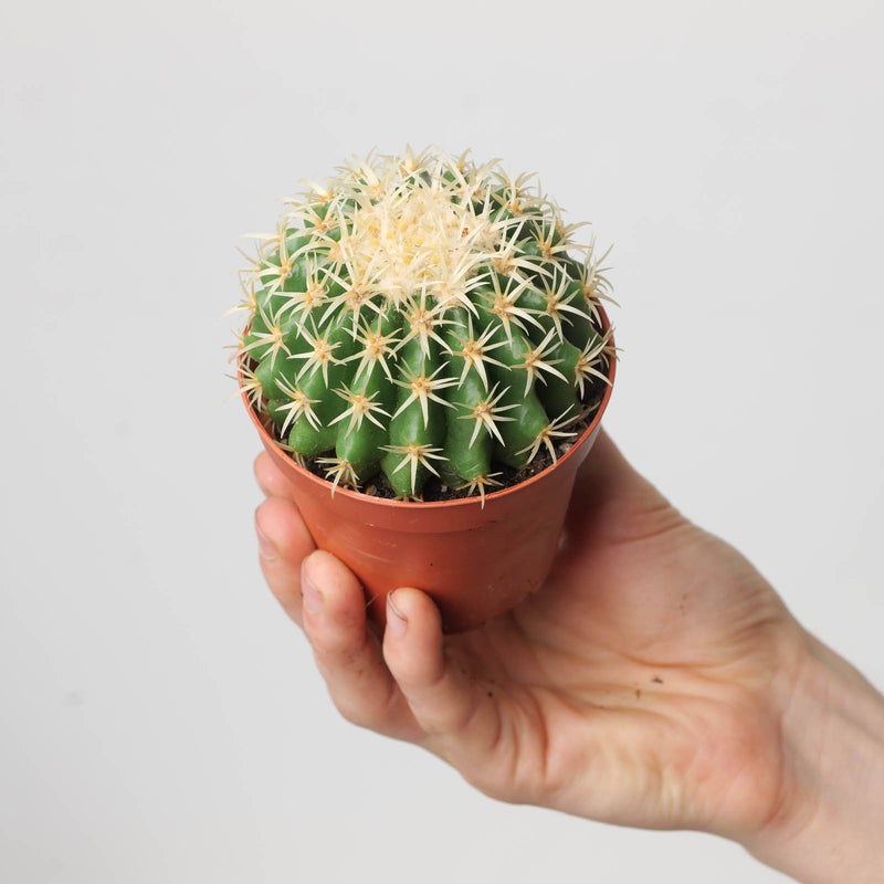 Echinocactus grusonii inermis 8.5cm Plants GrowTropicals