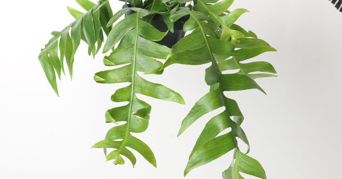 Epiphyllum chrysocardium 'Fernleaf Cactus' | Plants