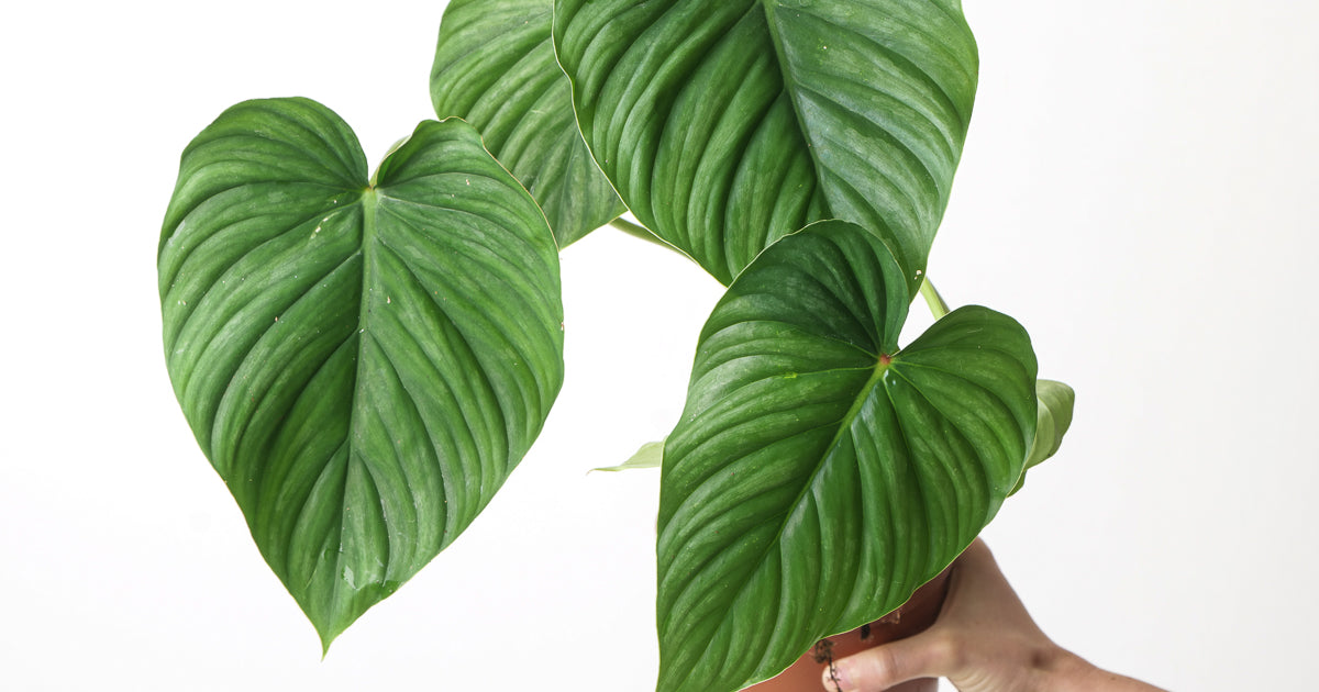 philodendron peltatum vs pastazanum Philodendron peltatum (pastazanum aff) | Plants
