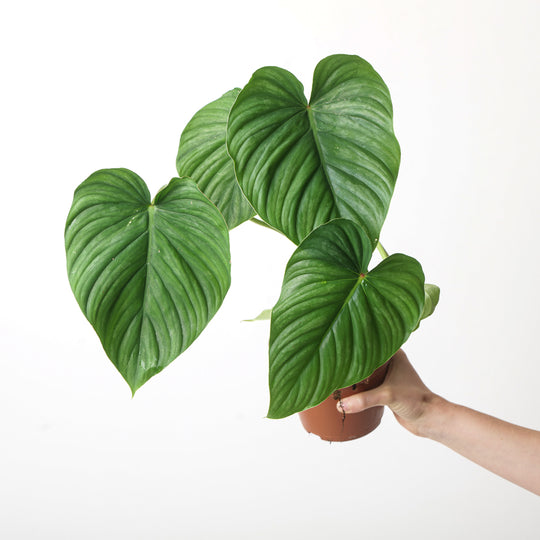 Philodendron peltatum (pastazanum aff) Plants GrowTropicals