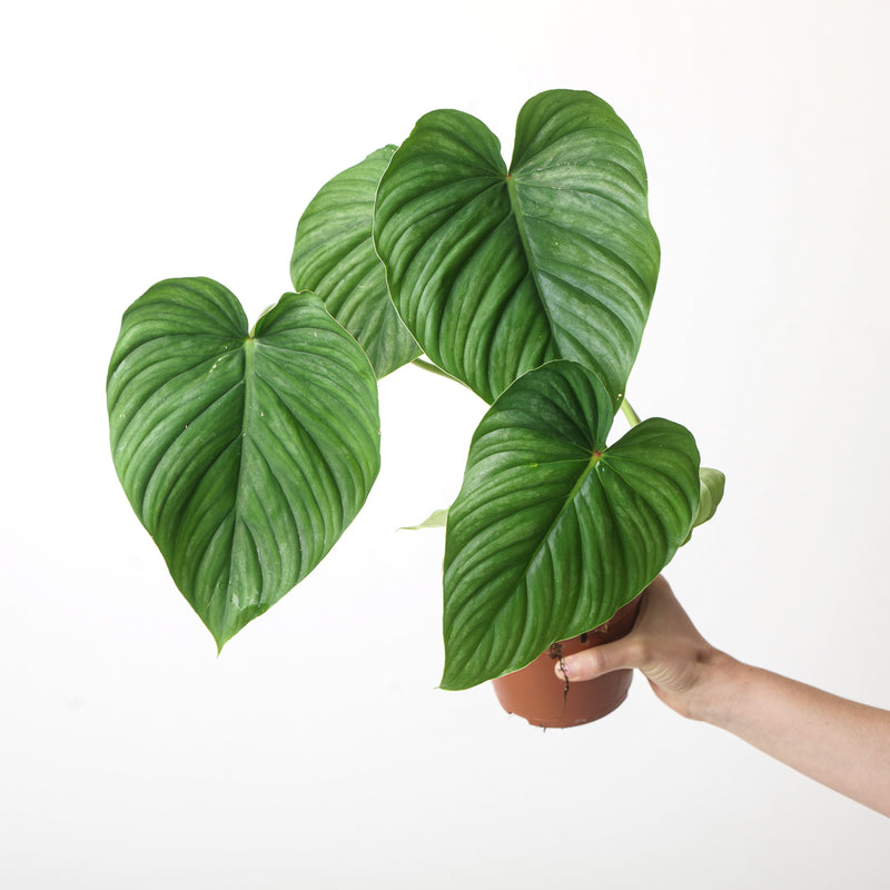 Philodendron peltatum (pastazanum aff) Plants GrowTropicals