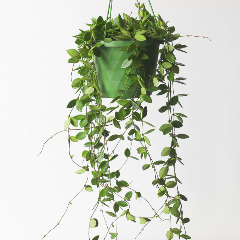 Hoya pubera Plants GrowTropicals