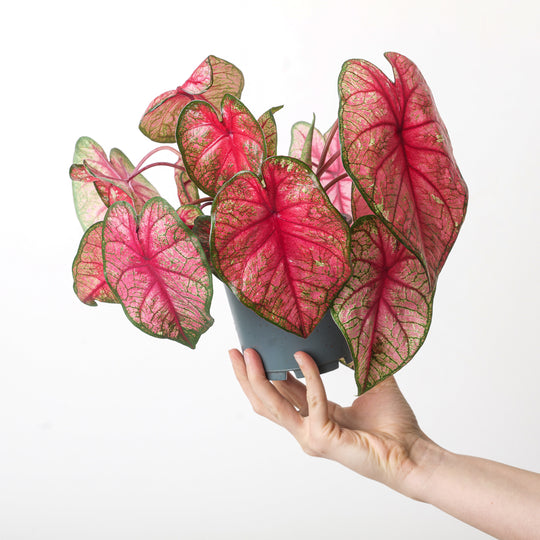 Caladium 'Red Heart' Plants GrowTropicals