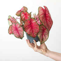 Caladium 'Red Heart'