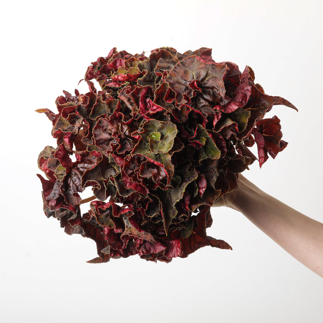 Begonia 'Autumn Crinkle' - GROW TROPICALS