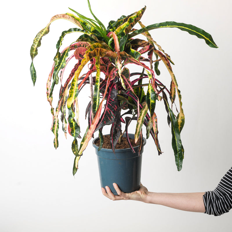 Codiaeum 'Dreadlocks' Plants GrowTropicals
