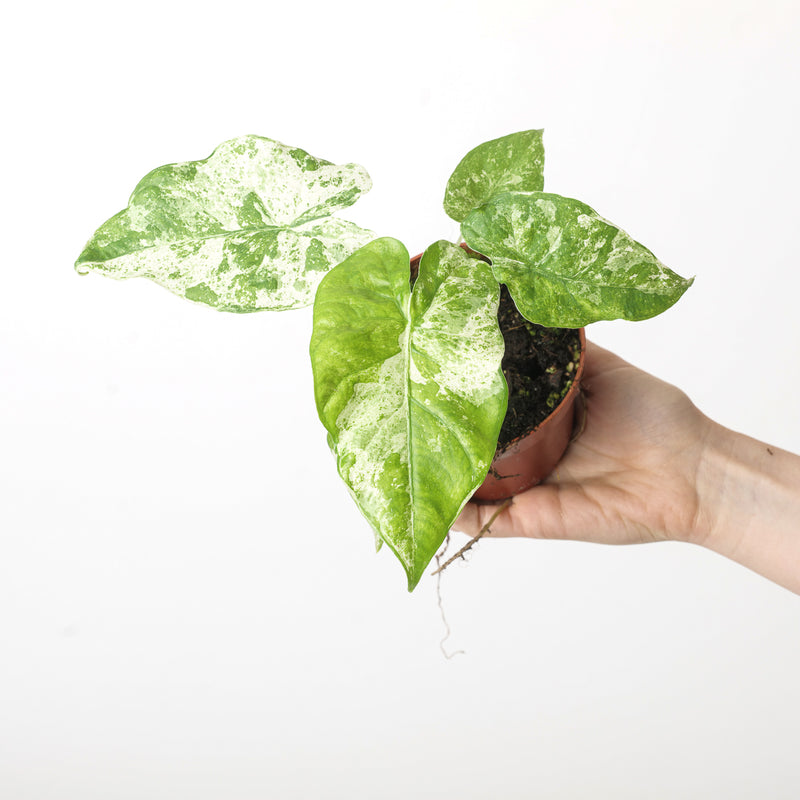 Alocasia macrorrhiza 'Splash Variegated' Plants GrowTropicals