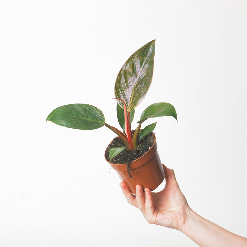 Philodendron birkin 'Pink' — 10.5cm
