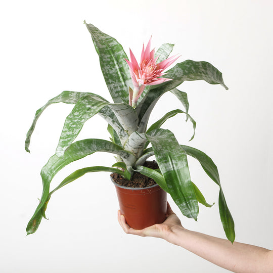 Aechmea fasciata | Urn Plant Plants GrowTropicals