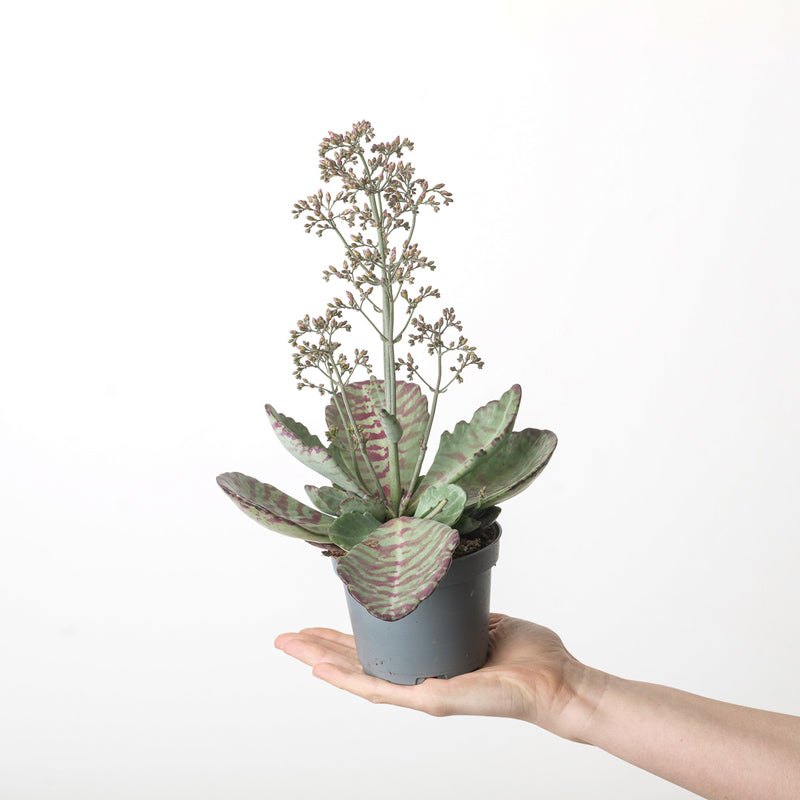 Kalanchoe 'Desert Surprise' 10.5cm Plants GrowTropicals