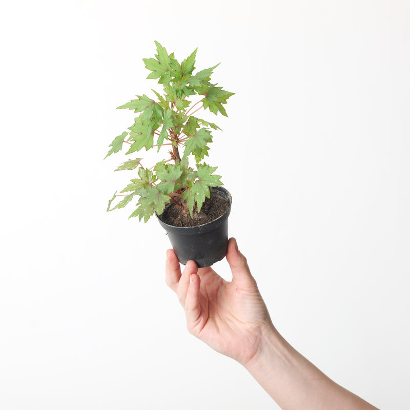 Begonia dregei Plants GrowTropicals