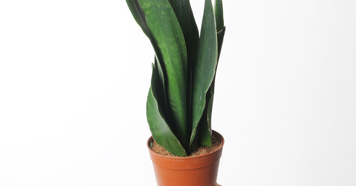 sansevieria trifasciata 'black jack' Sansevieria trifasciata 'Black Diamond' | Plants