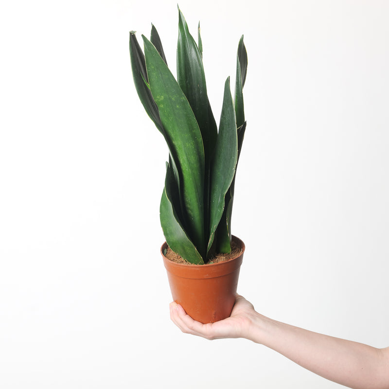 Sansevieria trifasciata 'Black Diamond' Plants GrowTropicals